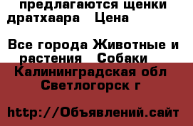 предлагаются щенки дратхаара › Цена ­ 20 000 - Все города Животные и растения » Собаки   . Калининградская обл.,Светлогорск г.